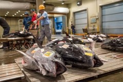日本金枪鱼价一夜暴跌24%：福岛排放核污水之后 日本渔业最先遭殃